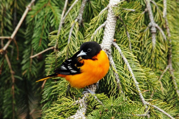 Perched Baltimore Oriole by Deb Oppermann